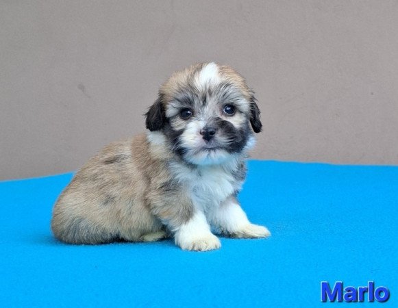 Bichon havanese