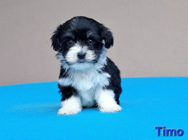 Bichon havanese