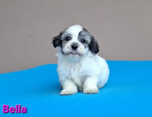 Bichon havanese