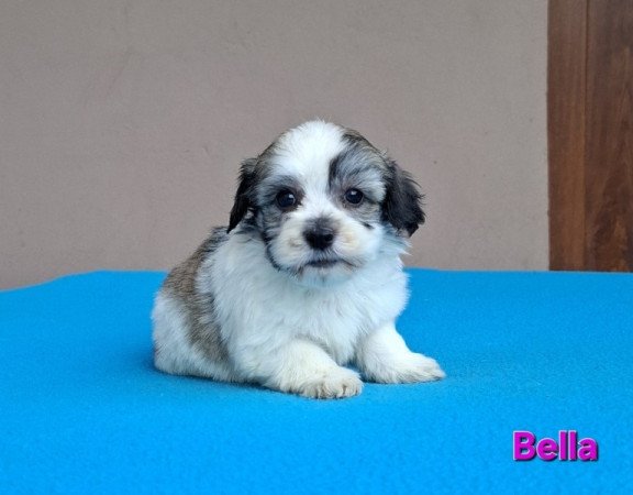 Bichon havanese