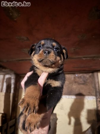 Rottweiler kiskutya eladó