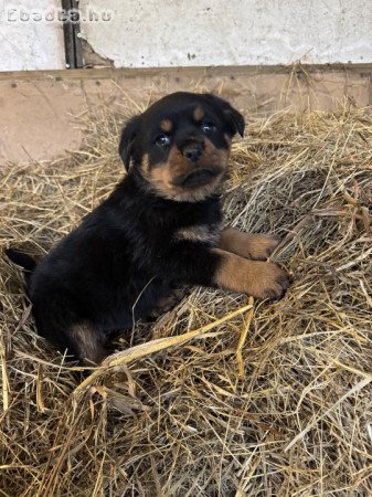 Rottweiler kiskutya eladó