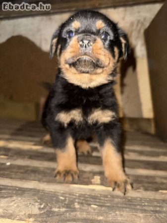 Rottweiler kiskutya eladó