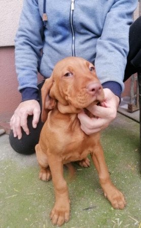 Magyar vizsla