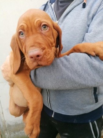 Magyar vizsla