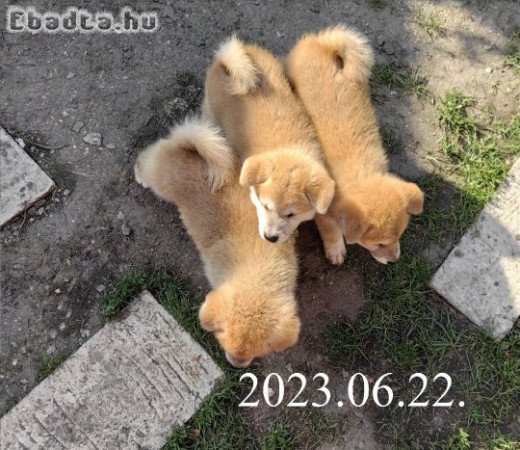 Japán Akita Inu kiskutyák