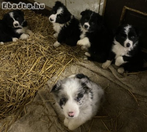 Border Collie kiskutyàk