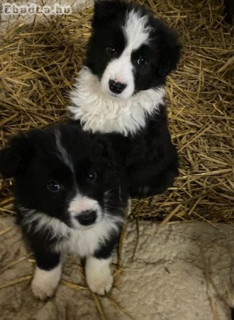 Border Collie kiskutyàk