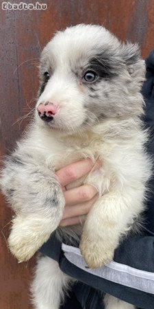 Border Collie kiskutyàk