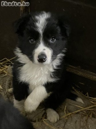 Border Collie kiskutyàk