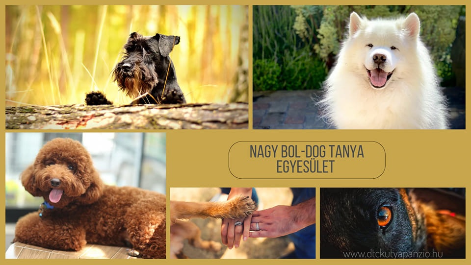 Dog Training Center és Kutyapanzió