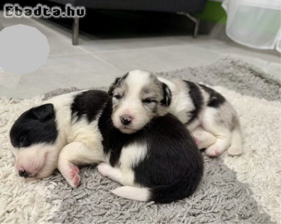 Fajtatiszta Border Collie