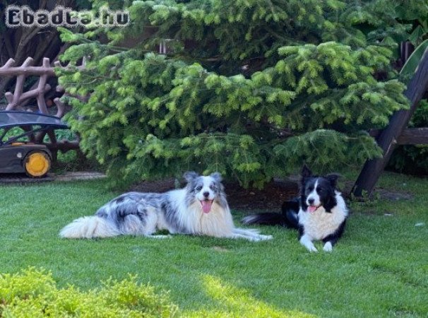 Fajtatiszta Border Collie