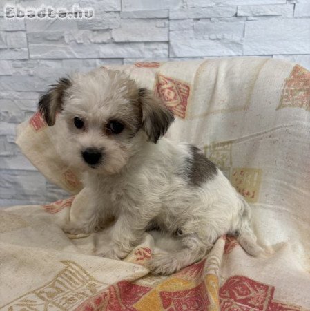 Szépséges Bichon havanese kiskutyák