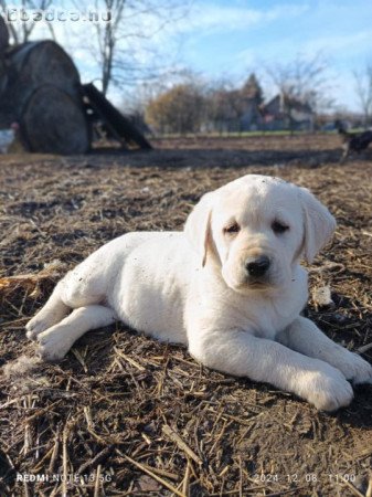 Labrador jellegű