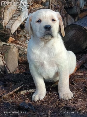 Labrador jellegű