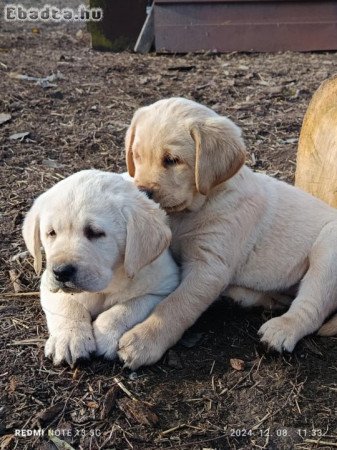 Labrador jellegű