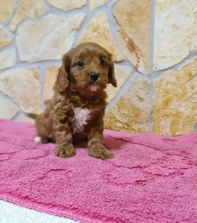 Cavapoo