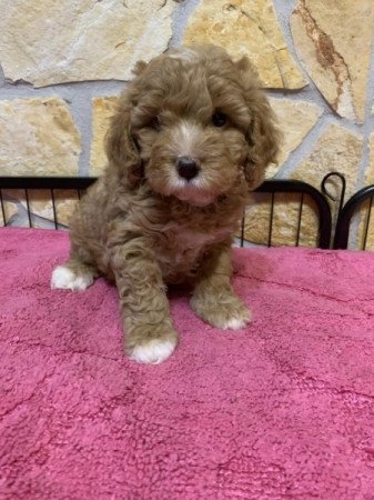 Cavapoo