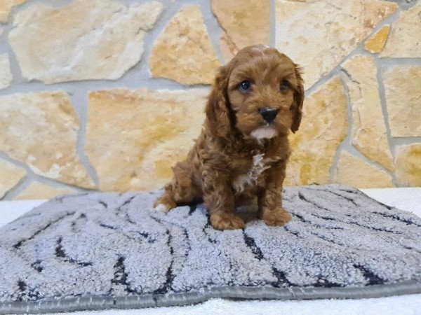 Cavapoo