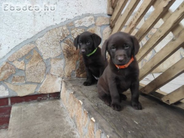 Labrador kiskutyák