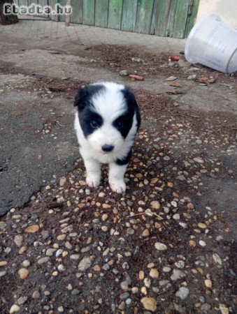 Border Collie 06701651550