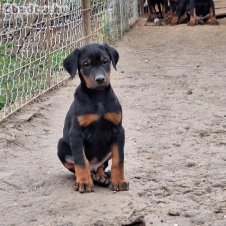 Dobermann kiskutyák költöznének!