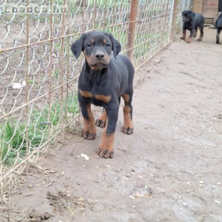 Dobermann kiskutyák költöznének!