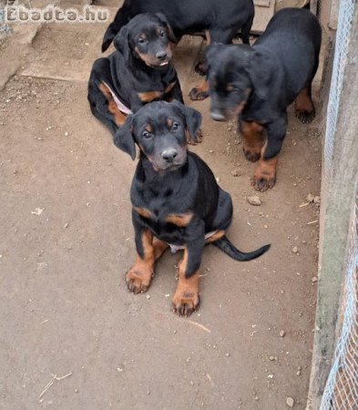 Dobermann kiskutyák költöznének!