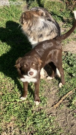 Csokoládé lány Border Collie 06701651550