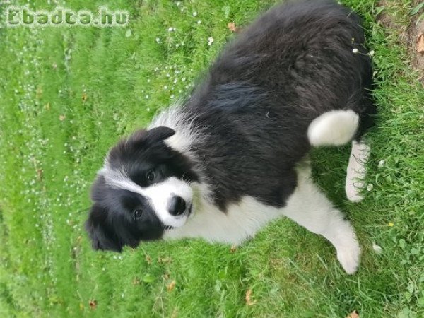 Border Collie Törzskönyvezett