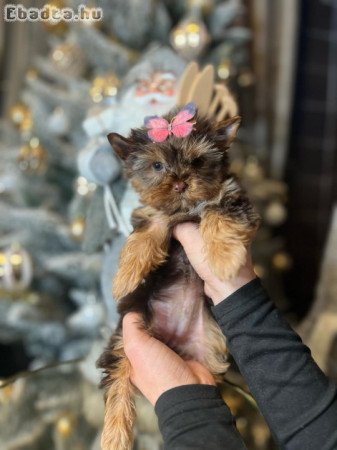 Yorkshire terrier