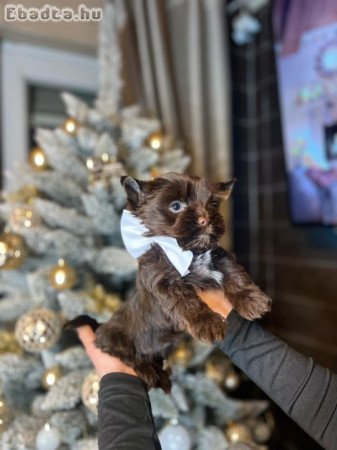 Yorkshire terrier