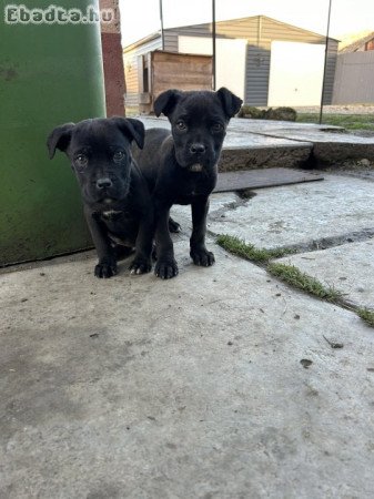 Cane corso