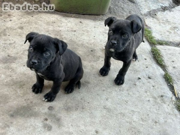 Cane corso