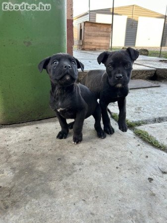 Cane corso