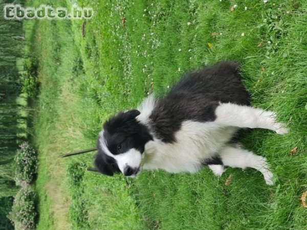 Border Collie Törzskönyvezett