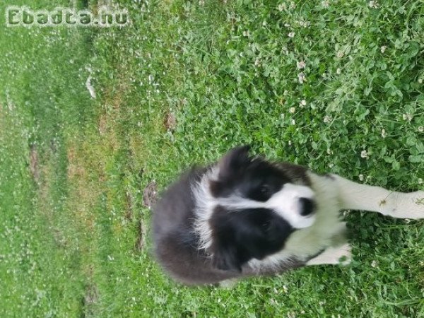 Border Collie Törzskönyvezett