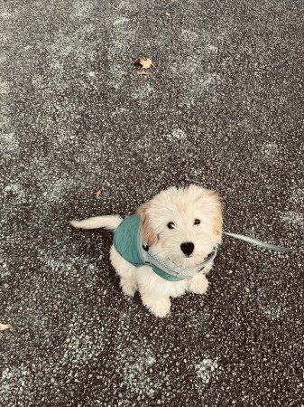 Maltipoo kisfiú 4 hónapos eladó