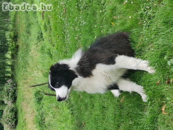 Border Collie Törzskönyvezett