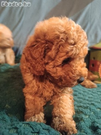 Miniature poodles