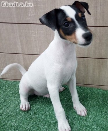 Jack Russell Terrier kölykök