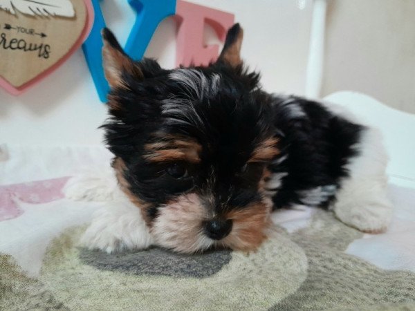 Biewer Yorkshire terrier