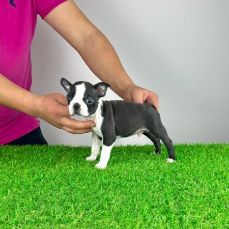 Boston Terrier