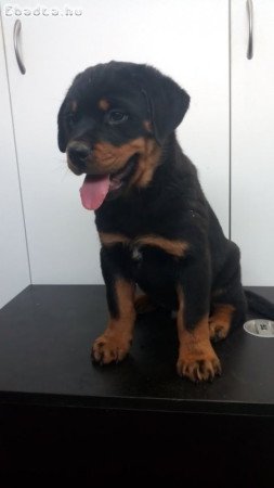 Rottweiler kölykök