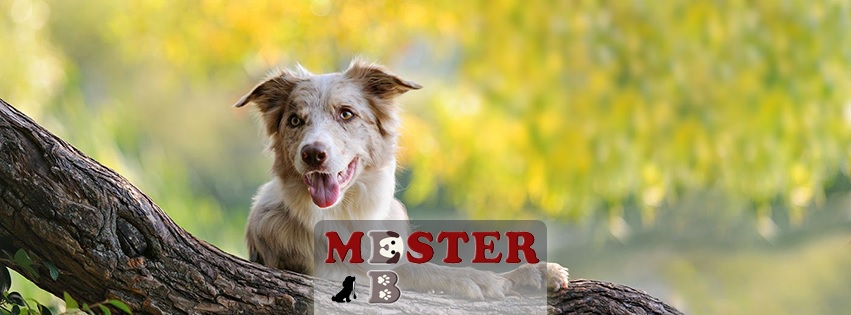 EbMester Kutyaiskola és Élmény Park