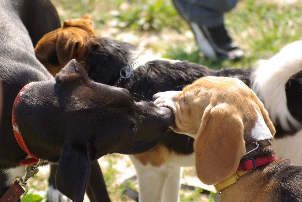 Budakeszi Kutyaiskola