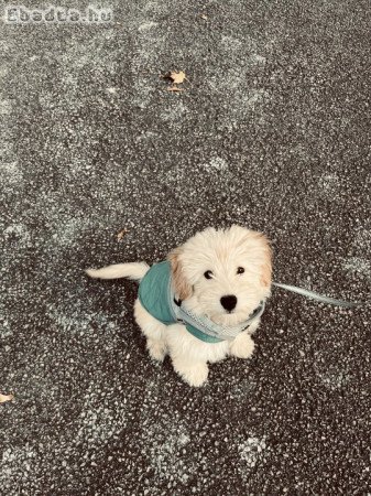 5 hónapos Maltipoo kisfiú eladó