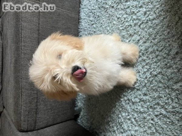 5 hónapos Maltipoo kisfiú eladó