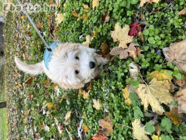 5 hónapos Maltipoo kisfiú eladó